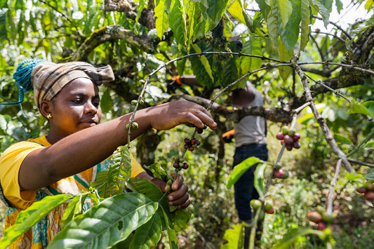 From East African Farms to Old Town, Florida: How All American Coffee LLC Masters the Coffee Supply Chain