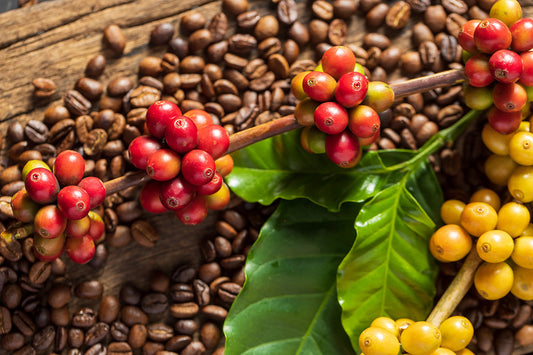 Is Organic Coffee Truly Worth the Premium? Debunking the Fumigation Myth.