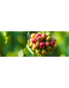 Premium East African Green Coffee Beans Imported Directly from Origin.